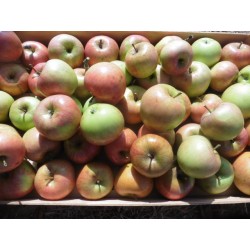 !  NOUVEAU  !  Pomme JAMES...