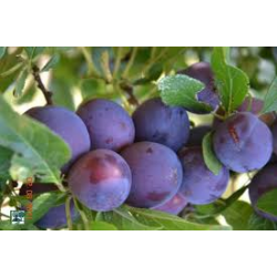 !  NOUVEAU  !  PRUNE de...