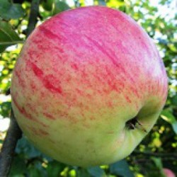 !  NOUVEAU  !  Pomme ROULIN...