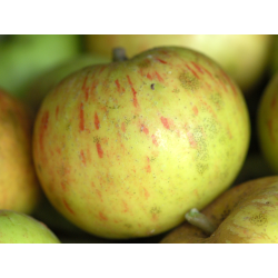 !  NOUVEAU  !  Pomme LEBEL...