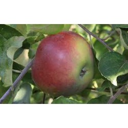 !  NOUVEAU  !  Pomme...