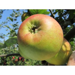 !  NOUVEAU  !  Pomme...