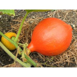 POTIMARRON BIO (pc entre...