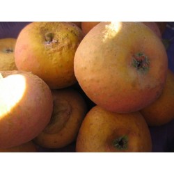 !  NOUVEAU  !  Pomme...