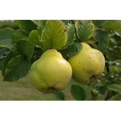 !  DERNIERS !  COING Bio...