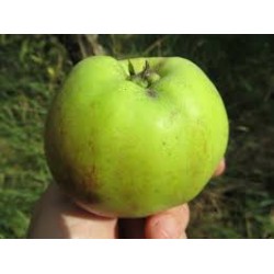 !  NOUVEAU  !  Pomme...