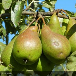 !  NOUVEAU  !  POIRE BEURRE...