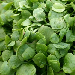 POURPIER nouvelle récolte...