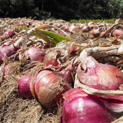 OIGNONS Rouges  (500gr) -...