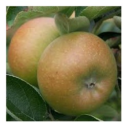 !  NOUVEAU  !  Pomme...