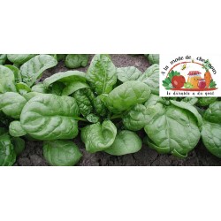 EPINARD (par 250gr) - ALMDCN