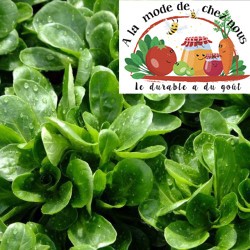 MACHE/salade de blé BIO...