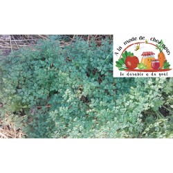 CERFEUIL BIO (par 100g)  -...