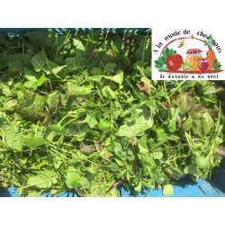 !  NOUVEAU  ! MESCLUN BIO...