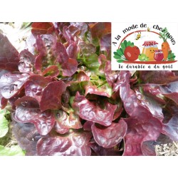 SALADE rouge Bio (pc) -ALMDCN