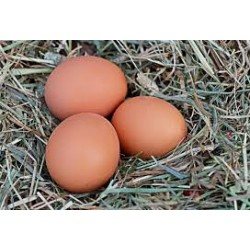 OEUFS frais BIO boîte de 6