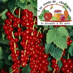 !  DERNIERES !  GROSEILLES...