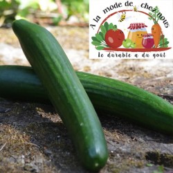 ! ACTION !  CONCOMBRE BIO...