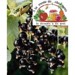 ! NOUVEAU ! CASSIS (par...