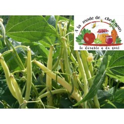 HARICOTS BEURRE  (par 500 g)