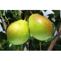 !  NOUVEAU  !  POIRE BEURRE...