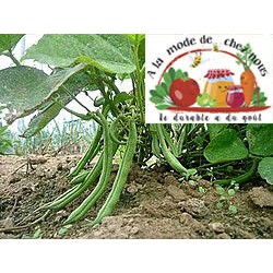 HARICOTS VERTS qtés limités...