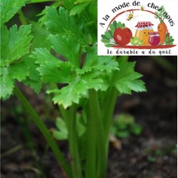 CELERI VERT à branche BIO  -