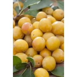 !  NOUVEAU !  MIRABELLE Bio...