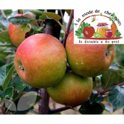 Pomme COLLINA bio (par kg)...