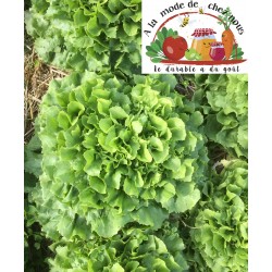 SCAROLE en vrac  BIO...