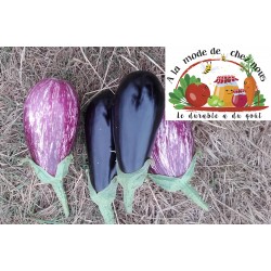 AUBERGINE (500gr) ALMDCN