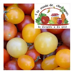 TOMATES CERISES BIO en...