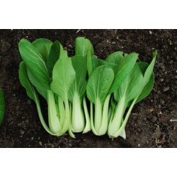 ! NOUVEAU ! PAK CHOI BIO (pc)