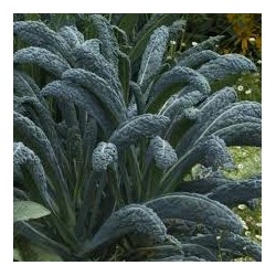 !  NOUVEAU  ! CHOU KALE Bio...