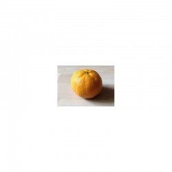 MANDARINE Ortanique entre...