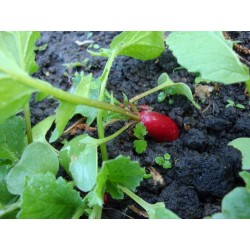 RADIS gros mais pas piquant...