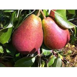 ! NOUVEAU !  POIRE Guyot...