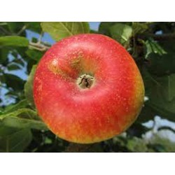 !  NOUVEAU  !  Pomme...