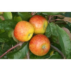 Pomme JONAGORED (Par Kg) -...