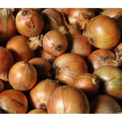 OIGNONS JAUNES (par 500g)...