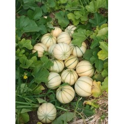!  NOUVEAU  !  MELON BIO...