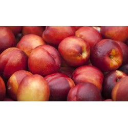 Nectarine BIO IT partenaire...