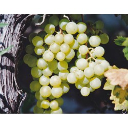 RAISIN BLANC SANS PEPIN Bio...