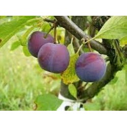 !  NOUVEAU  !  PRUNE rouge...