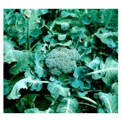 BROCOLI bio Partenaire 500g