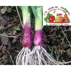 OIGNONS rouges BIO en vrac...