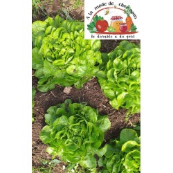 SALADE  feuille chêne du...