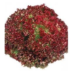 SALADE LOLLO ROUGE Bio (PC)...