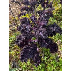 CHOU KALE VIOLET BIO -...