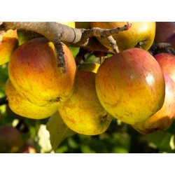 !  NOUVEAU  !  Pomme GUEULE...